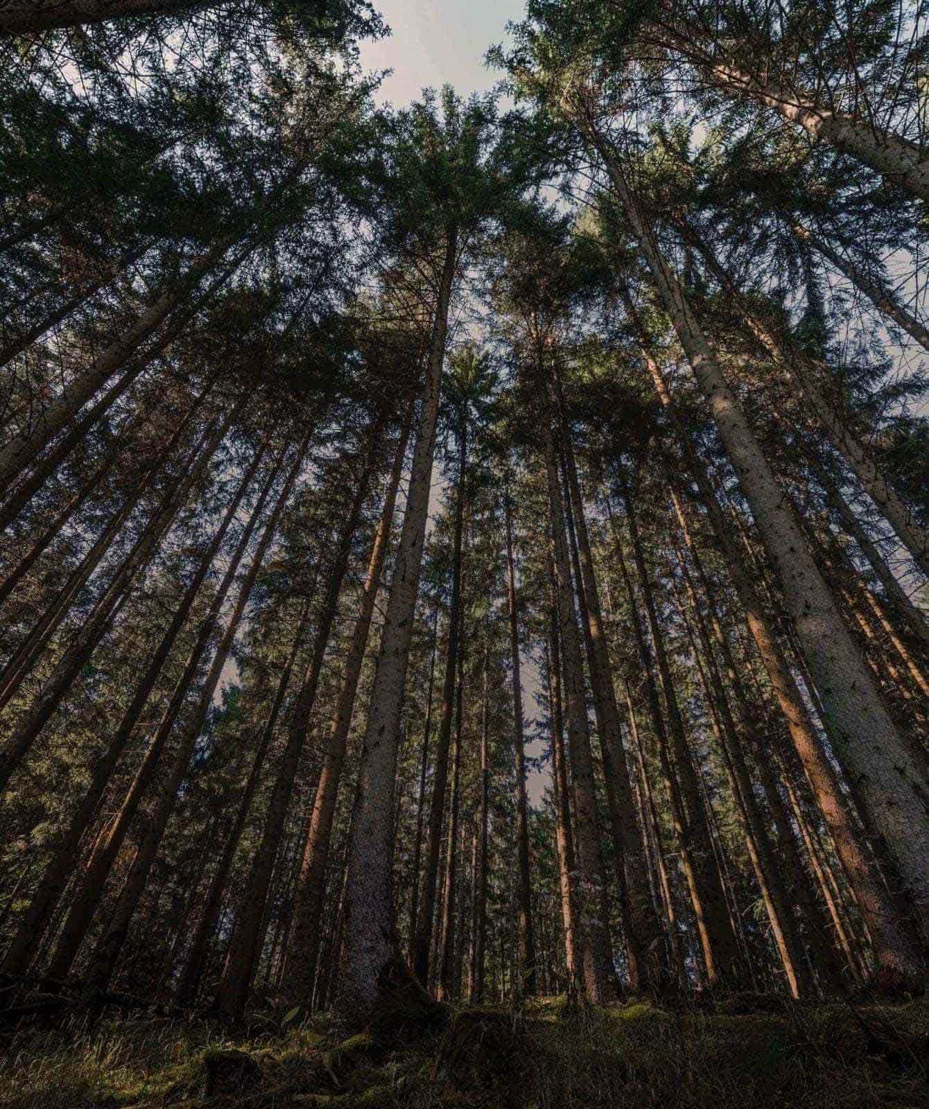 Vue d'un bois avec de grands arbres